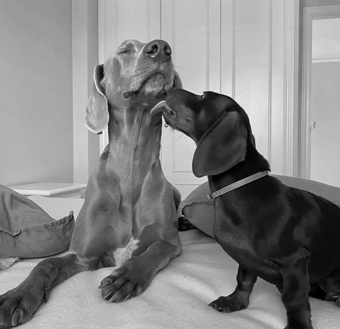 BRUNO & GORDON & SERENA